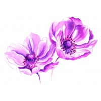 anemones-pink