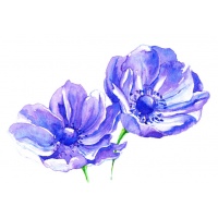 s-anemones-purple