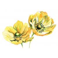 s-anemones-yellow